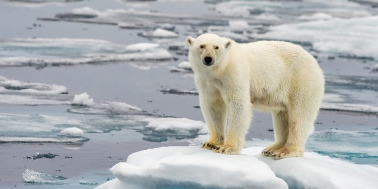 clima artico fondi ecologia