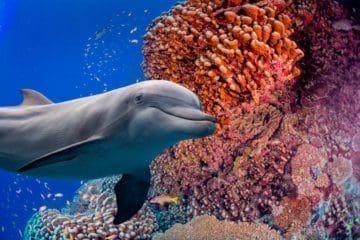 blue-economy-investire-biodiversità-bond-blu