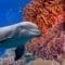 blue-economy-investire-biodiversità-bond-blu