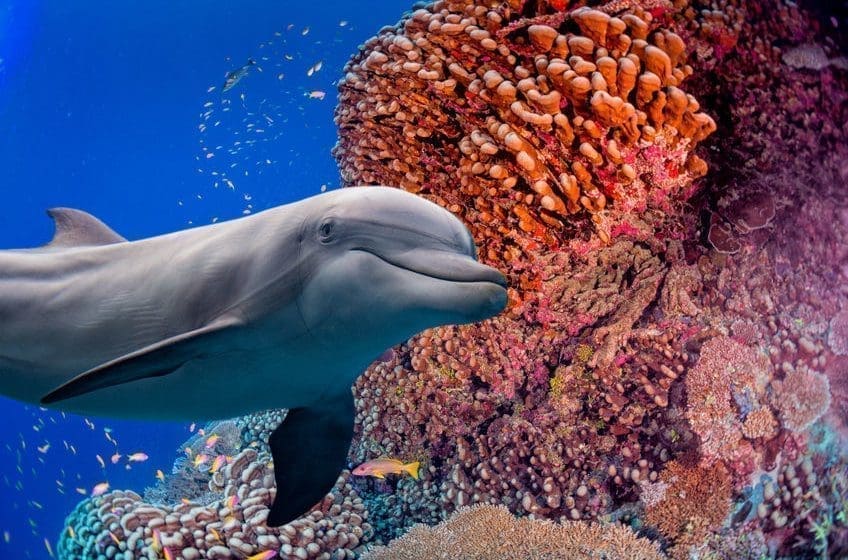 blue-economy-investire-biodiversità-bond-blu